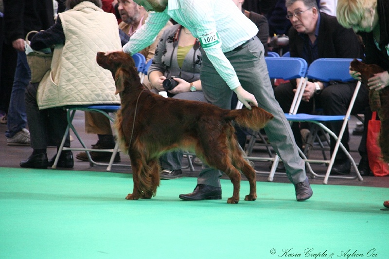 Crufts2011 656.jpg